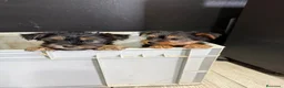 Yorkshire Terrier perros en venta: Yorkisiri mini Toy  - Anuncio 4