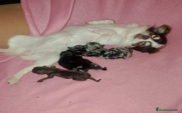 Chihuahua perros en venta: Último cachorrito de Chihuahua Merle - Imagen 4