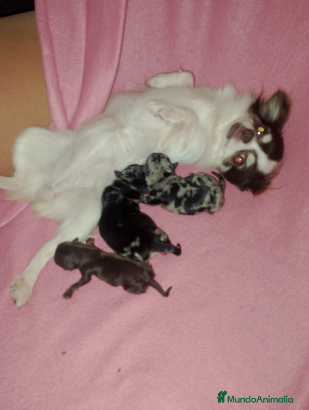 Chihuahua perros en venta: Último cachorrito de Chihuahua Merle - Imagen 4