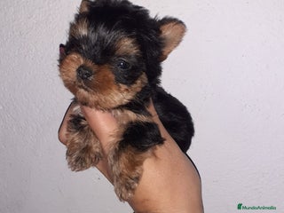 Yorkshire Terrier perros en Badajoz - Anuncio 26
