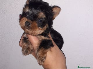 Yorkshire Terrier perros Yorkshire miniaturas en Badajoz - Anuncio 16