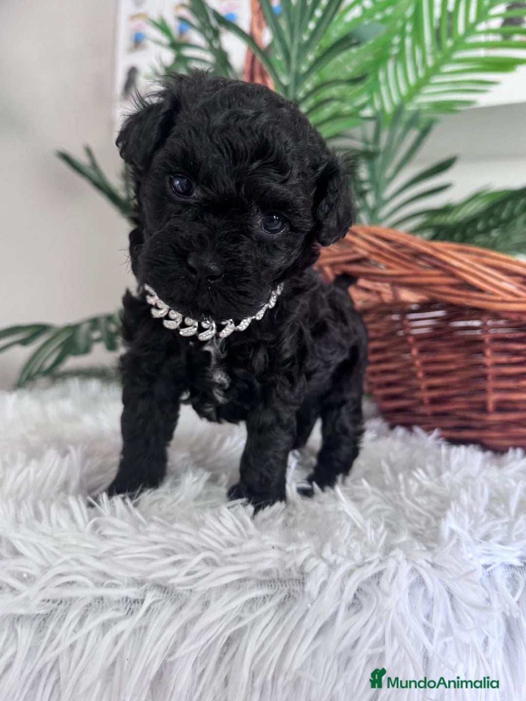 Caniche Toy perros en venta: CANICHE TOY MACHO - Anuncio 1