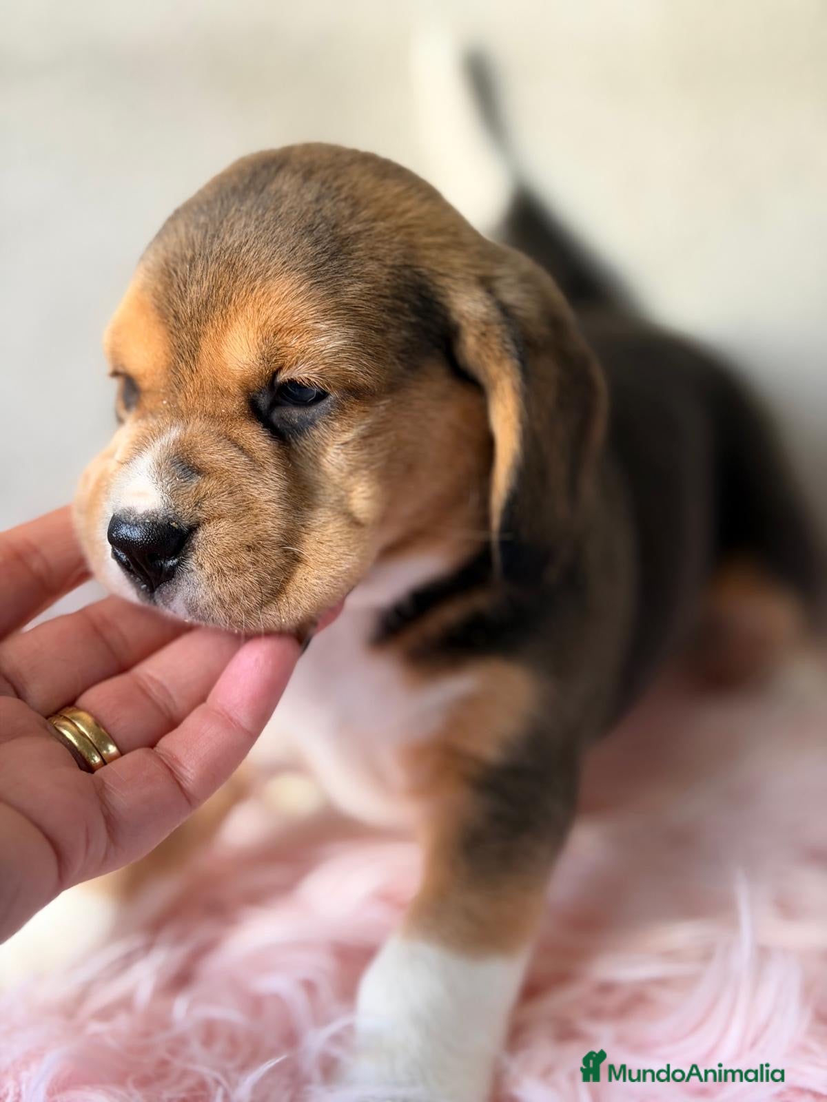 Beagle perros BEAGLE TRICOLOR LOS MAS PEQUEÑOS - Anuncio 5