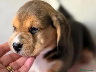 Beagle perros BEAGLE TRICOLOR LOS MAS PEQUEÑOS - Anuncio 5