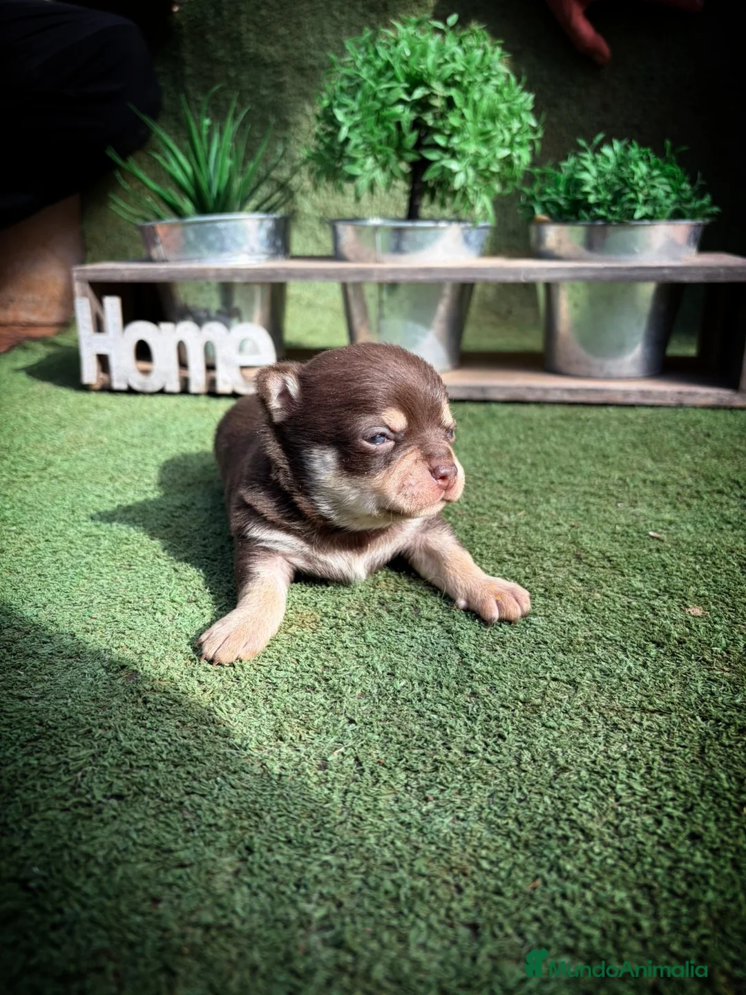 Chihuahua perros en venta: Chihuahua  - Anuncio 1