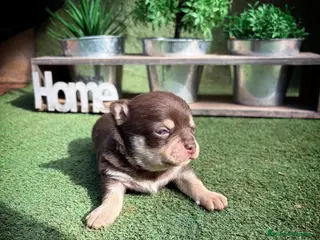 Chihuahua perros Chihuahua - Anuncio 1