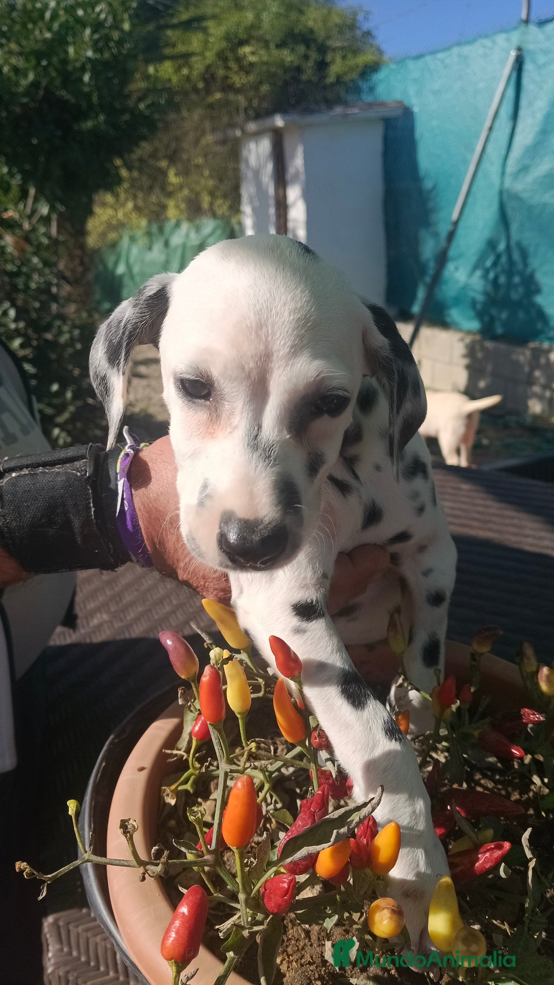 Dálmata perros en venta: Dalmata  - Anuncio 3
