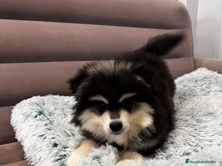 Pomsky perros Pomsky miniatura multigeneracional - Anuncio 1