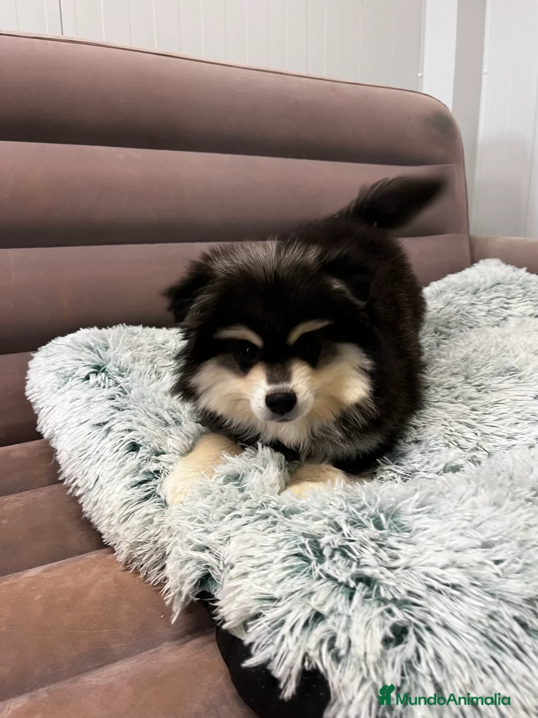 Pomsky perros en venta: Pomsky miniatura multigeneracional  - Anuncio 6