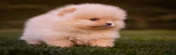 Pomerania perros en venta: Camada Pomerania Toy crema - Anuncio 2