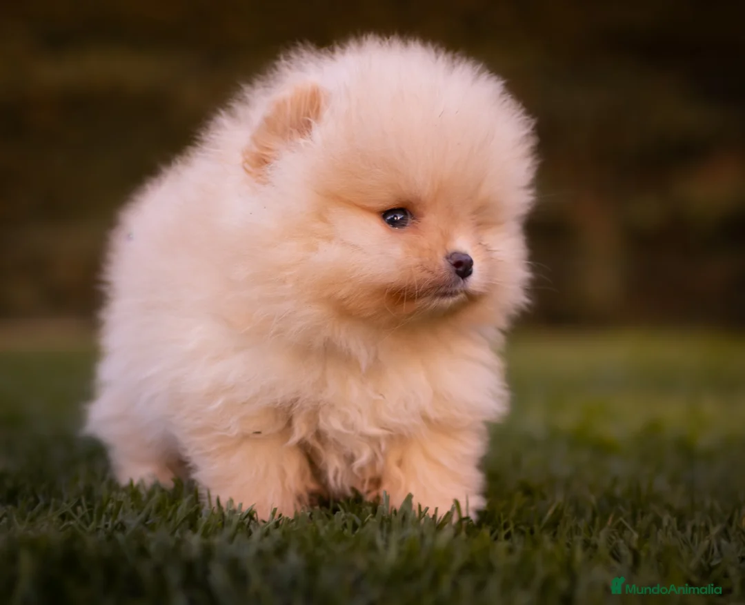 Pomerania perros en venta: Camada Pomerania Toy crema - Anuncio 2