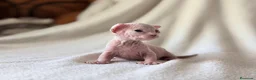 Sphynx gatos en venta: Magnificos Sphyx blancas - Anuncio 11