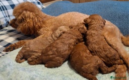 Caniche Toy perros en venta: Caniche Toy Rojo y Apricot - Imagen 3
