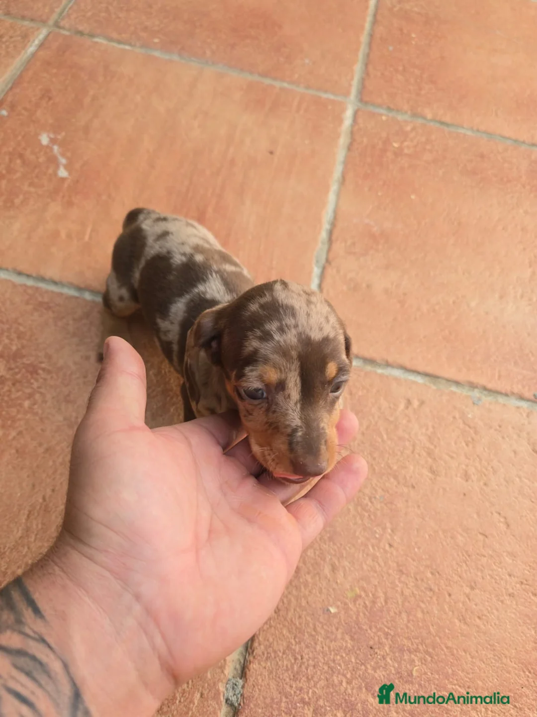 Teckel Miniatura perros en venta: Cachorros raza Teckel  en Granada - Anuncio 4