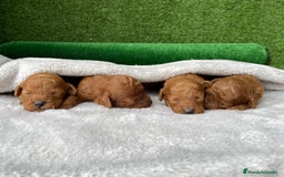 Caniche Toy perros en venta: Caniches Toy  - Imagen 4