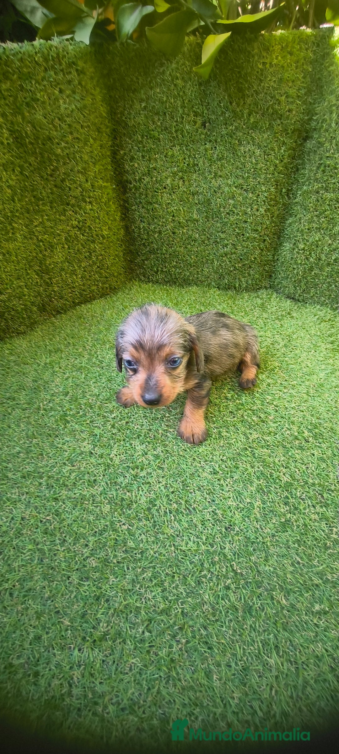 Teckel Miniatura perros en venta: camada teckel miniatura  - Anuncio 28