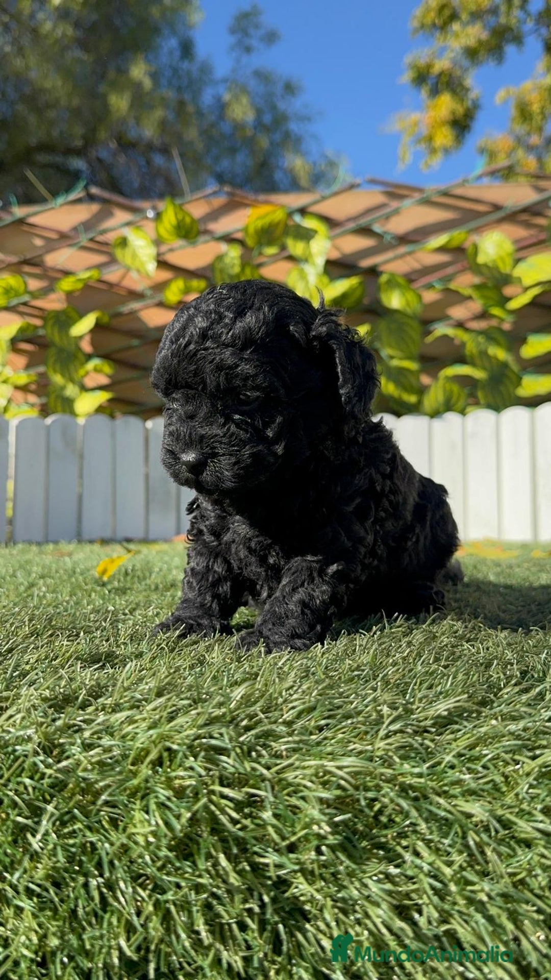 Caniche Toy perros en venta: CANICHE TOY MACHO - Anuncio 4