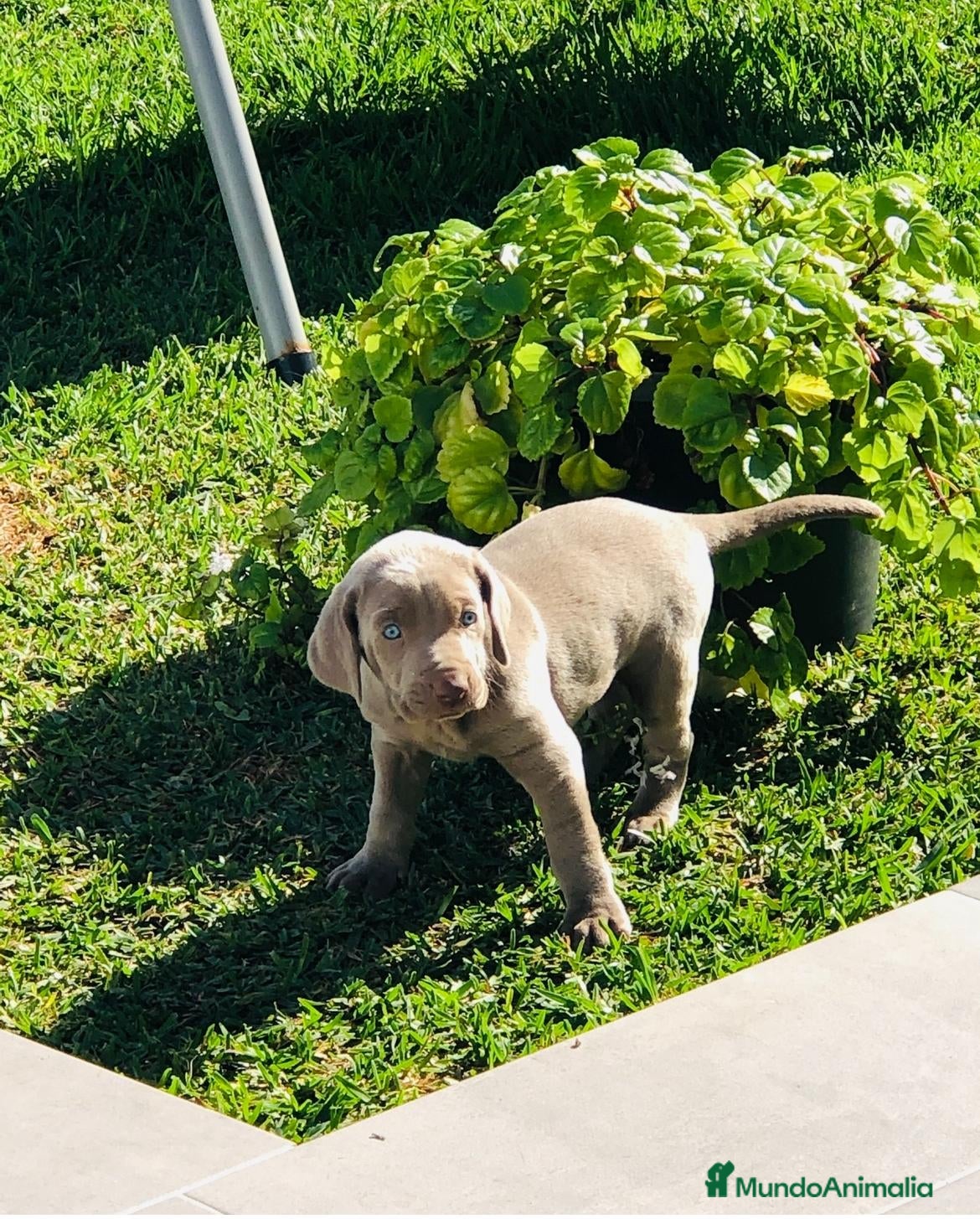 Weimaraner perros en venta: Braco de weimar  - Anuncio 3