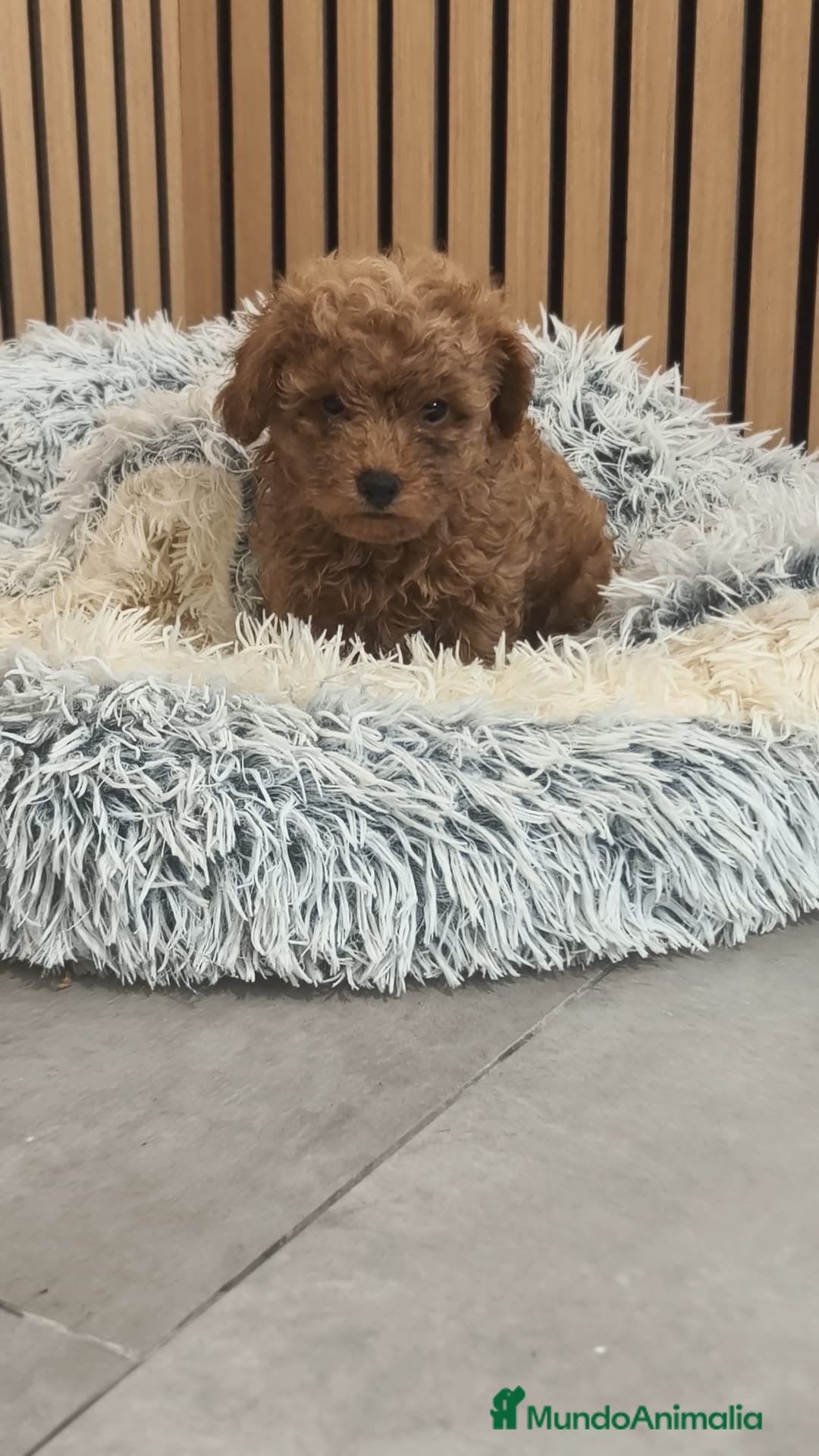 Caniche Toy perros Caniche  - Anuncio 6