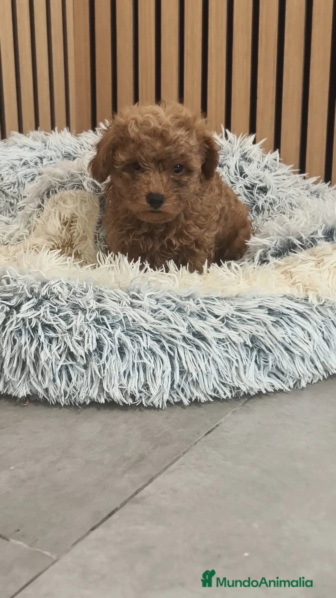 Caniche Toy perros en venta: Caniche  - Anuncio 1