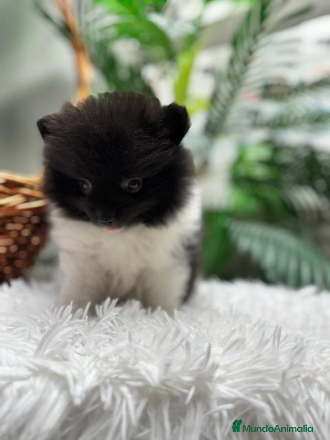 Pomerania perros en venta: POMERANIA - Anuncio 15