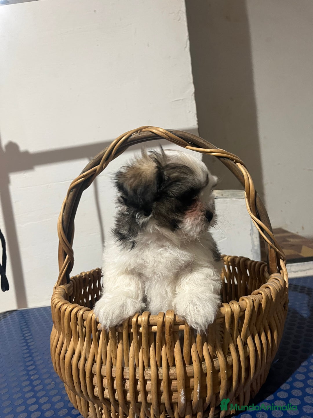 Shih Tzu perros en venta: Shih tzu  - Anuncio 5