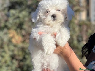 Bichón Maltés perros en Barcelona - Anuncio 14