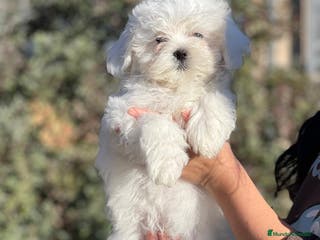 Bichón Maltés perros BICHÓN MALTES TOY COREANO en Barcelona - Anuncio 33
