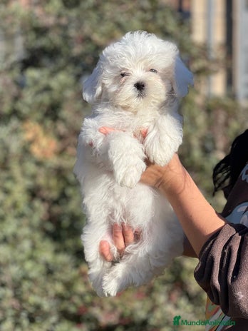 Bichón Maltés perros en Barcelona - Anuncio 7
