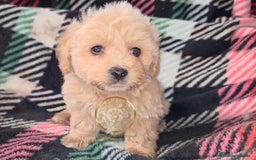 Maltipoo perros en venta: Maltipoo  apricot MACHOS  - Imagen 1