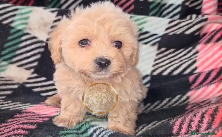 Maltipoo perros - Anuncio 5