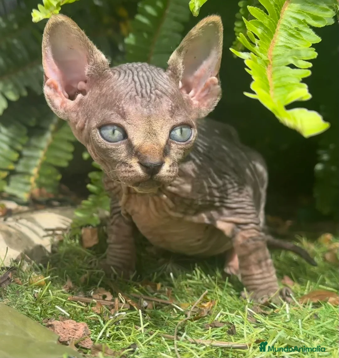 Sphynx gatos en venta: SPHYNX BLUE TABBY en Madrid - Anuncio 11