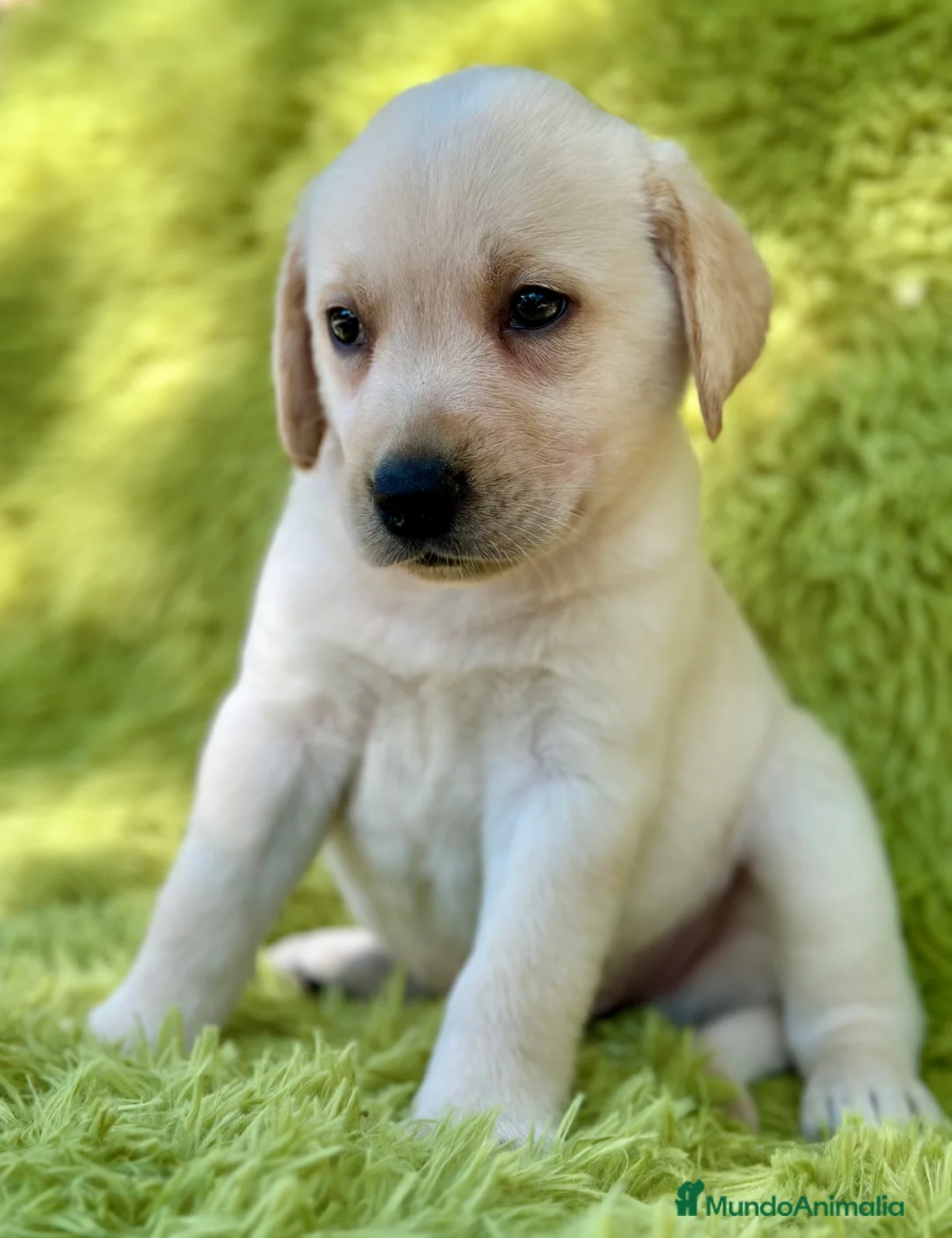 Labrador Retriever perros en venta: CAMADA DE LABRADOR RETRIEVER - Anuncio 10