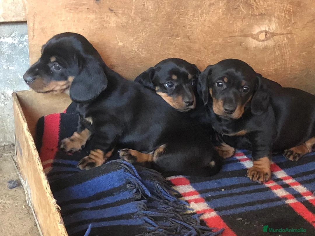 Teckel Miniatura perros en venta: Cachorros Teckel !  en Ciudad Real - Anuncio 1