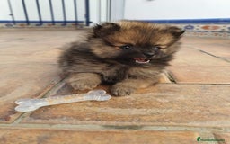 Pomerania perros en venta: Diminuto pomerania de Lulú - Imagen 3