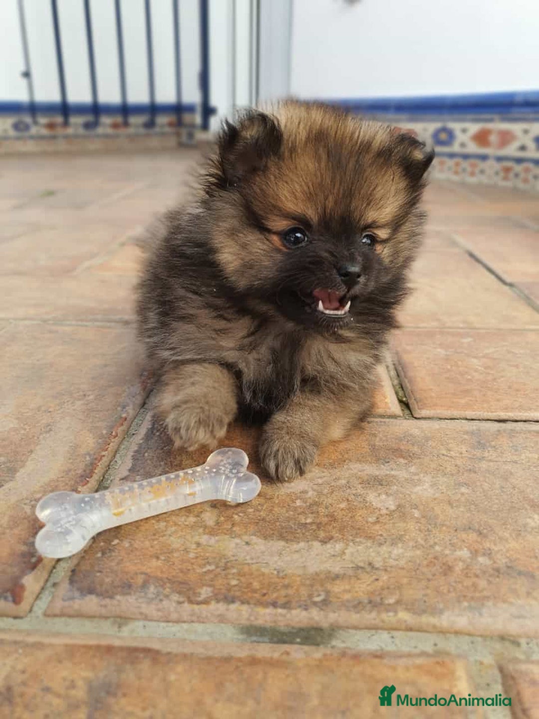 Pomerania perros en venta: Diminuto pomerania de Lulú - Imagen 3