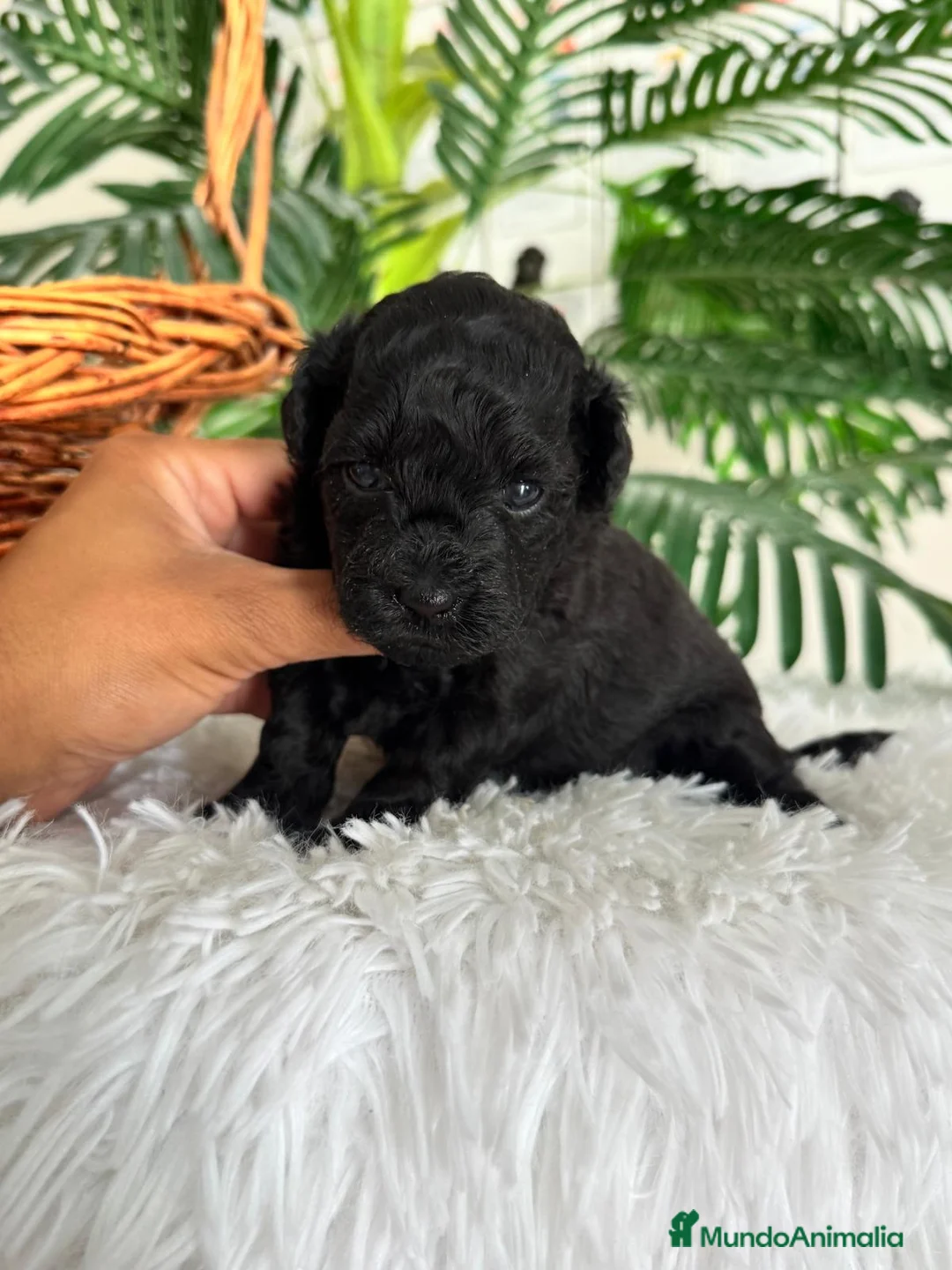 Caniche Toy perros en venta: CANICHE TOY HEMBRA - Anuncio 19