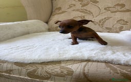 Pinscher Miniatura perros en venta: Pinscher Miniatura cachorro hembra  - Imagen 6