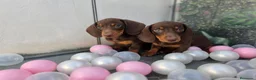 Teckel perros en venta: TECKEL MINI  - Anuncio 5