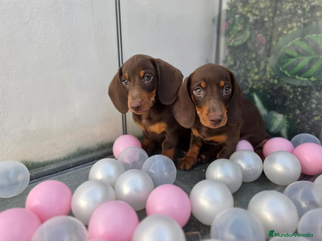 Teckel perros en venta: TECKEL MINI  - Anuncio 5