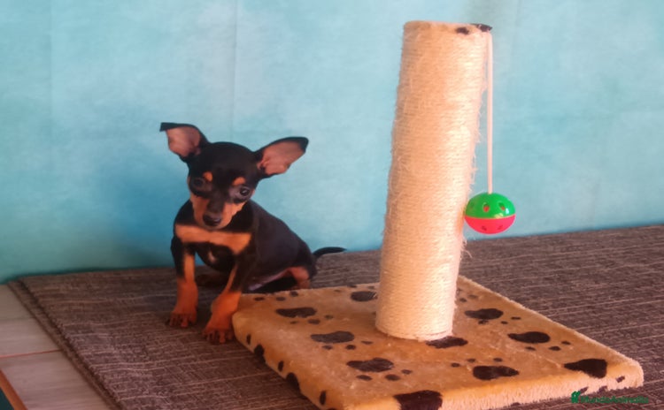 Pinscher Miniatura perros - Anuncio 1