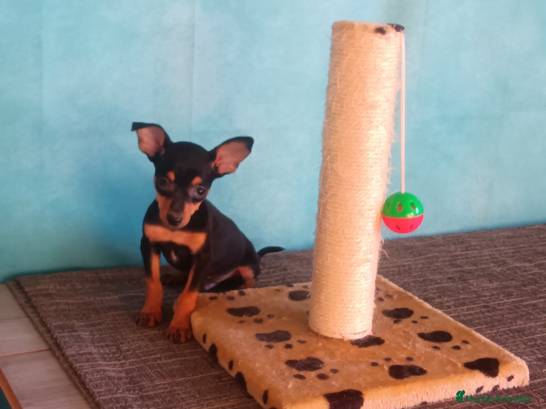 Pinscher Miniatura perros en venta: Pincher Miniatura  - Imagen 1