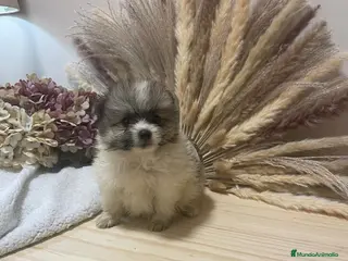 Pomerania perros pomerania - Anuncio 1