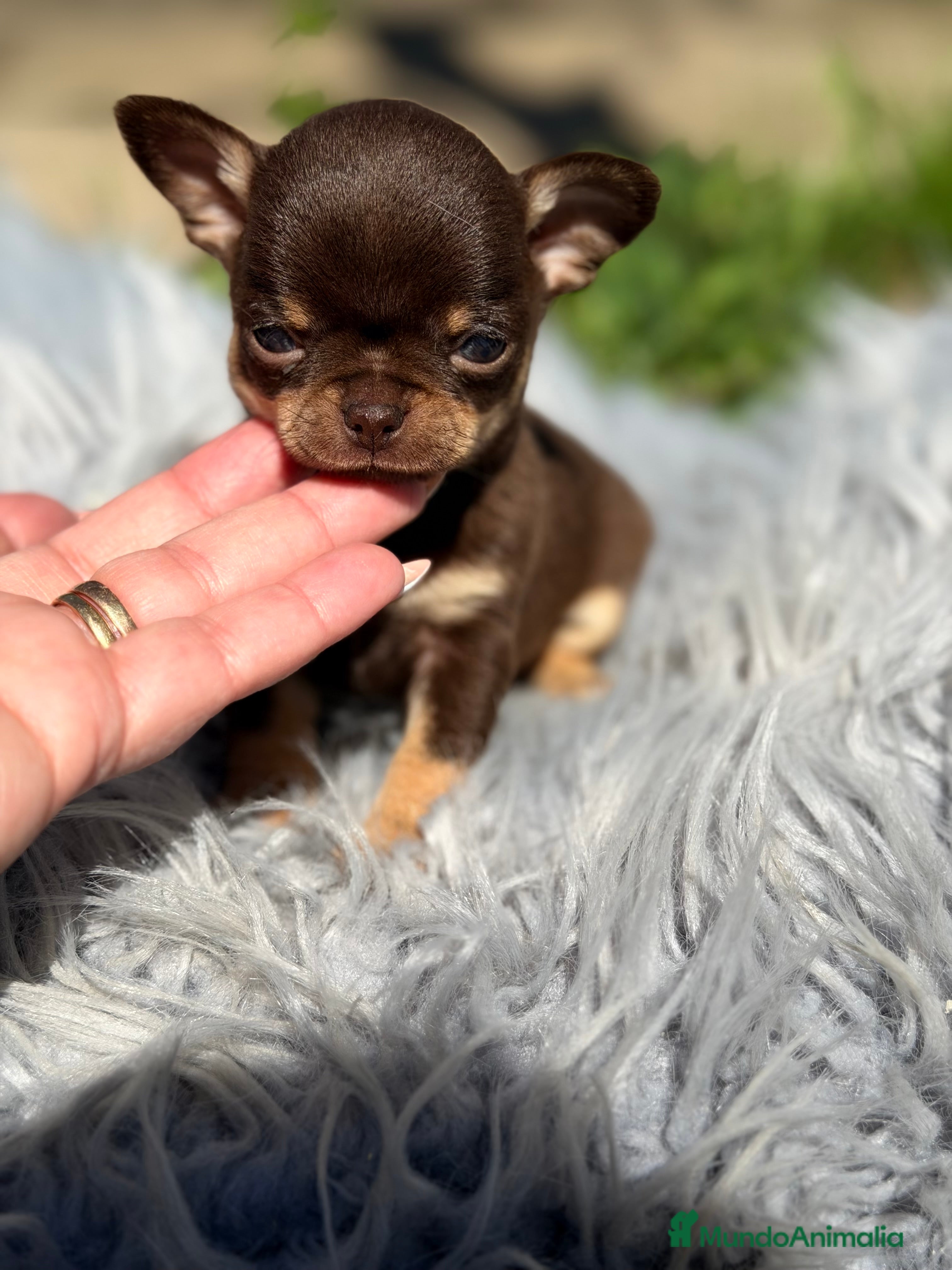 Chihuahua perros Microtoy Chihuahua chocolate  - Anuncio 3