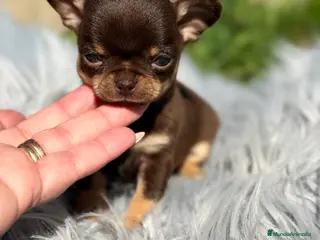 Chihuahua perros Microtoy Chihuahua chocolate - Anuncio 3