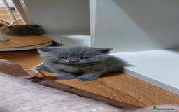 Británico de Pelo Corto Azul gatos en venta: BRITISH PURA RAZA. CALIDAD Y SELECCIÓN  - Imagen 1