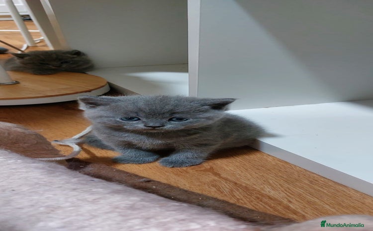 Británico de Pelo Corto Azul gatos - Anuncio 6