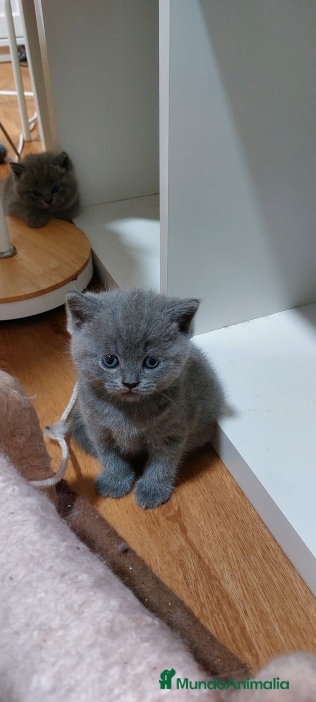 Británico de Pelo Corto Azul gatos en venta: BRITISH PURA RAZA. CALIDAD Y SELECCIÓN  - Imagen 1