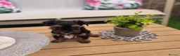 Yorkshire Terrier perros en venta: Yorkshire terrier - Anuncio 6