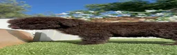 Perro de Agua Español perros en venta: PERRO DE AGUA-LISTO PARA ENTREGAR - Anuncio 7